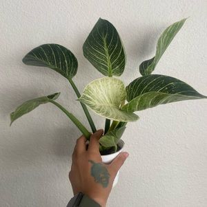 Variegated Philodendron 'Birkin' 4" Pot Indoor & Outdoor Live House plants